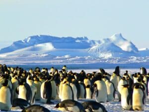 Fun Facts About Penguins